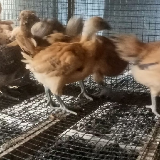 平昌县大量供应土鸡苗肉鸡苗黑鸡苗