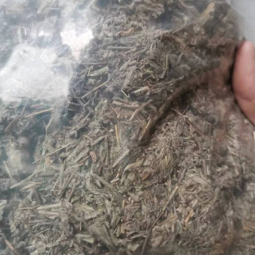 老头草 老头绒 薄雪草