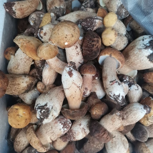 保山牛肝菌