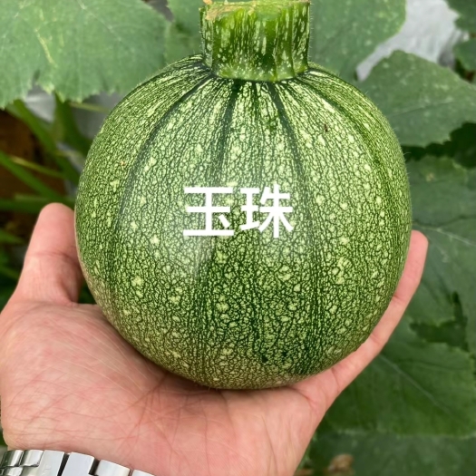 广州玉珠翠绿色圆形迷你小西葫芦种子 特色西葫芦种籽 墨珠观赏食用
