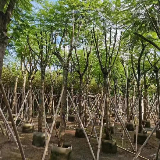 揭阳精品骨架12分-15分分蓝花楹