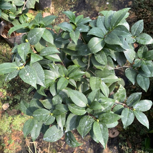 漳平市180杯香茶