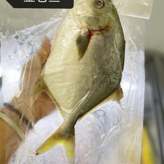 广州金仓鱼
