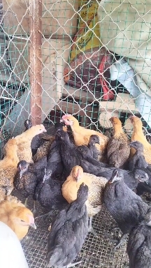 嘉祥县贵妃鸡脱温苗小青年大青年成年下蛋贵妃鸡