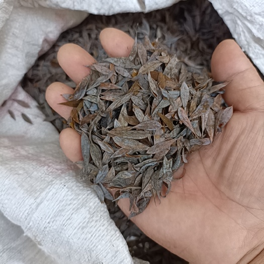 商城县博落回果夹 全干后期货