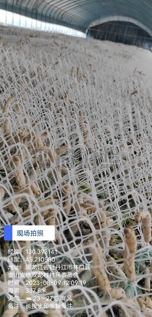 林口县黑龙江桑蚕养殖，出售鲜桑茧5000斤