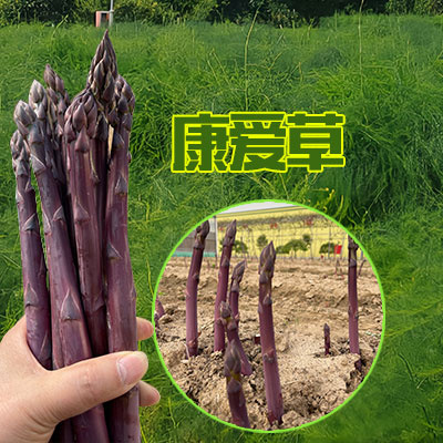 曹县紫芦笋根（芦笋苗） . 坏苗包赔 全国顺丰快递发货