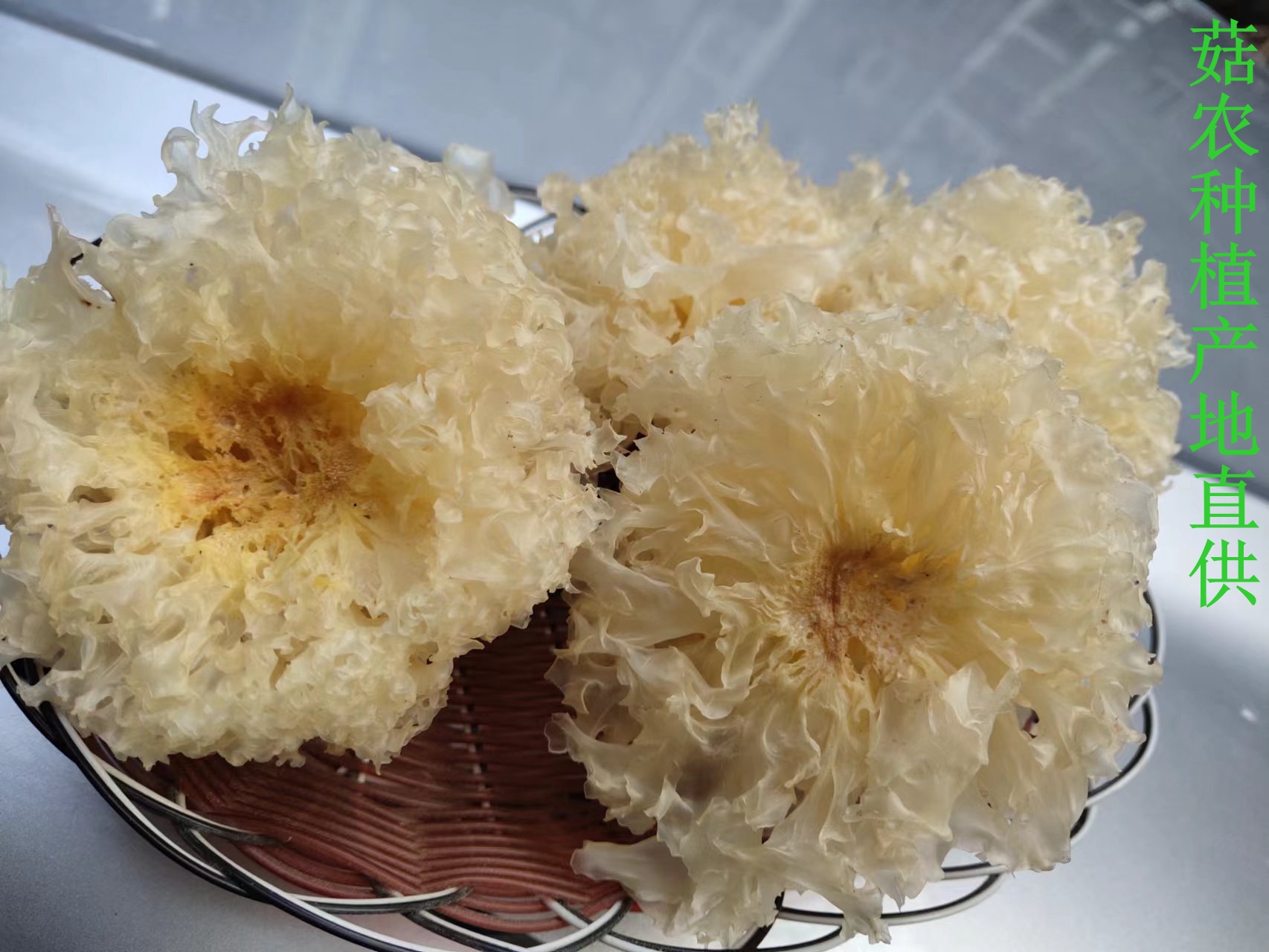古田切根无根椴木小银耳大量批发零售