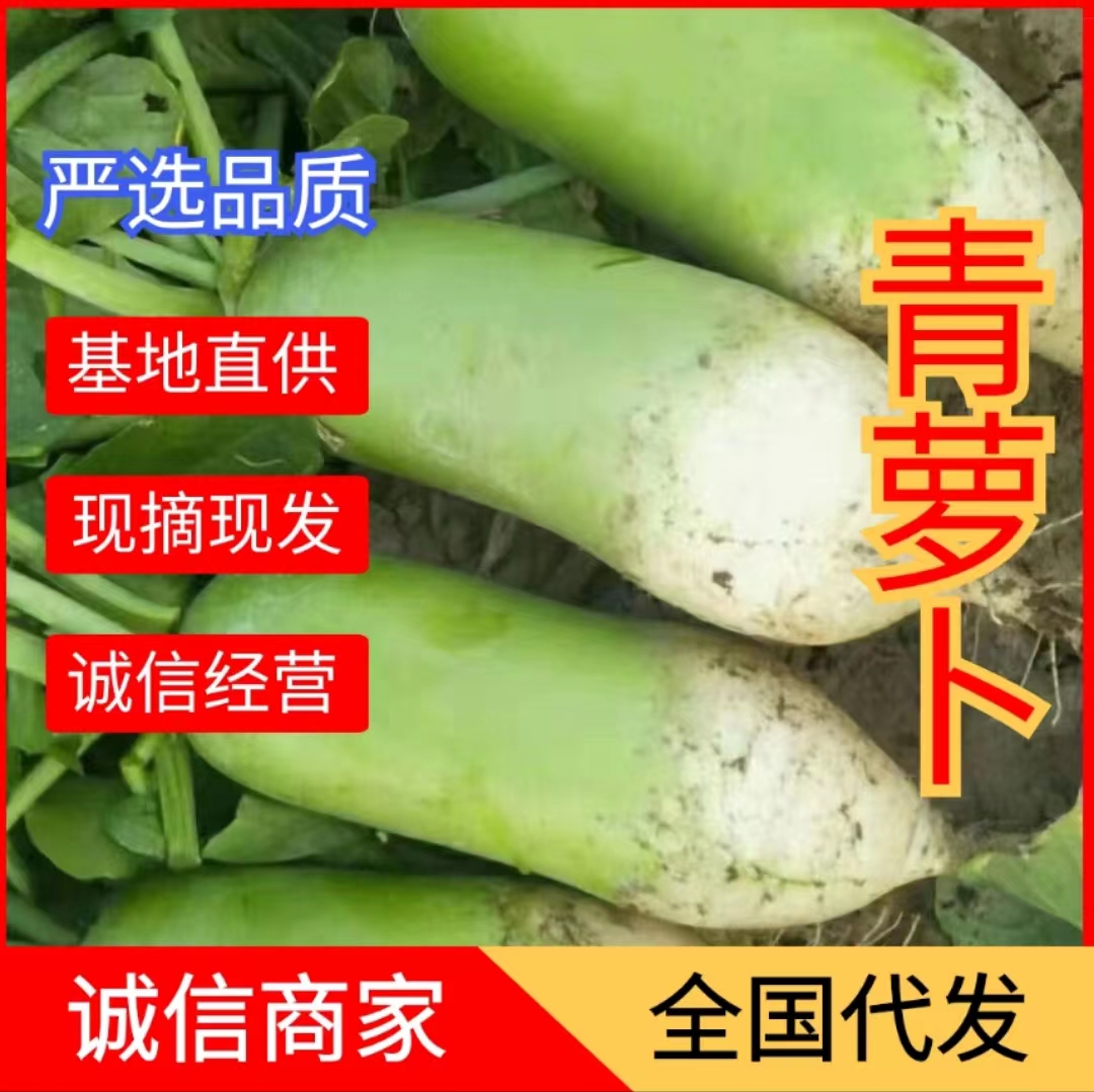 通许县青萝卜，青头白萝卜上市中