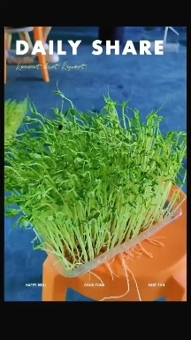 贵阳鲜豌豆苗