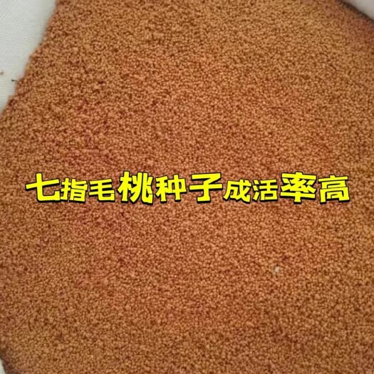 七指毛桃籽，今年新鲜采摘发芽率更高。