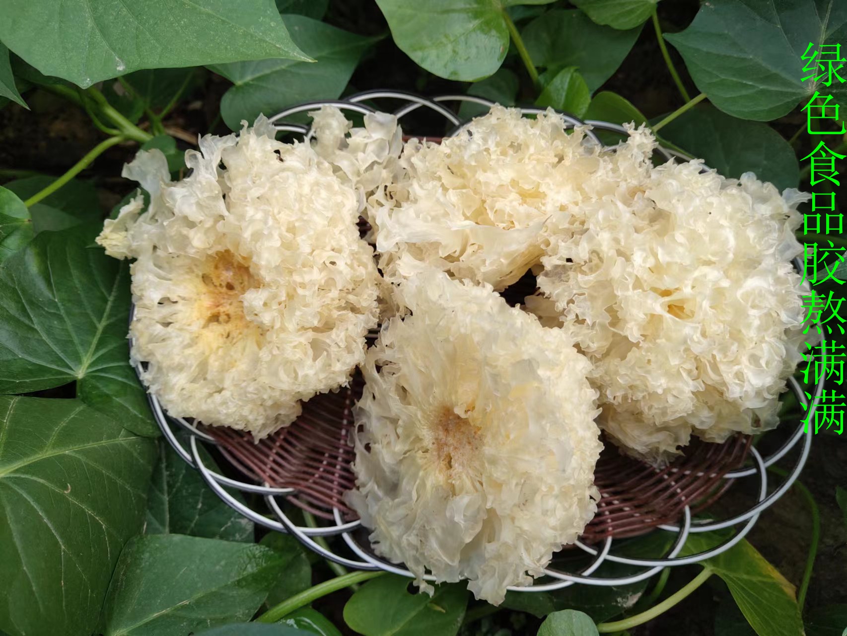 古田切根无根椴木小银耳大量批发零售