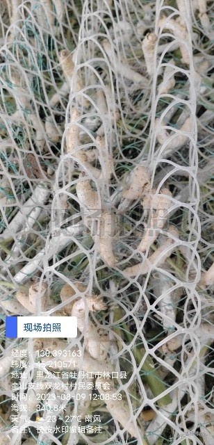 林口县黑龙江养殖的桑蚕，刚好8月中旬产鲜茧，总量5000斤