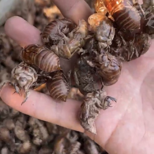 成都虫退（新货）