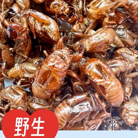 丹棱县北纬30°农家蝉蜕金蝉衣知了猴壳高山新鲜无硫散装药房可用