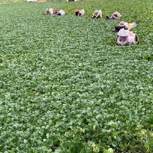 泰州菱角自产自销