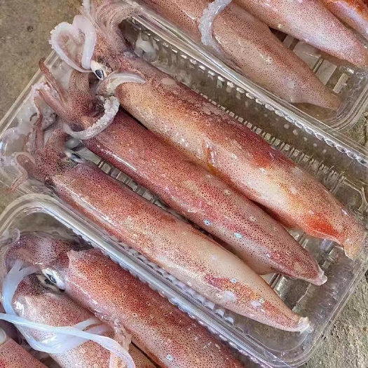 广州鱿鱼