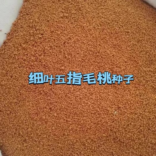 灵山县五指毛桃籽，今年新鲜采摘发芽率更高。