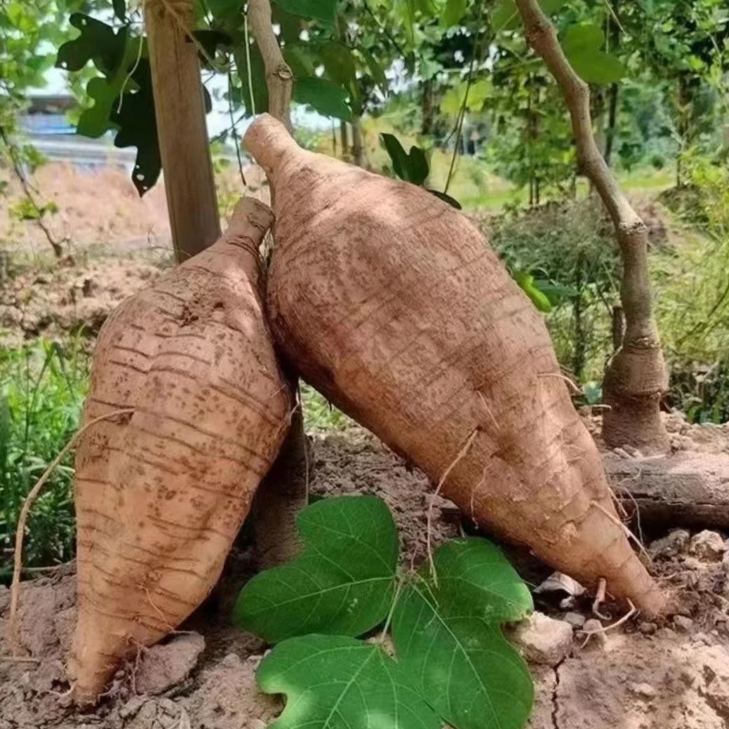 广西新鲜葛根现挖粉糯无渣粉葛