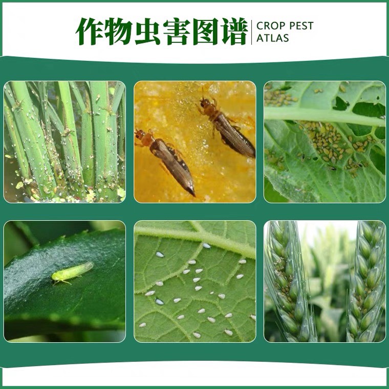 沪联刺宁70%噻虫嗪 茶小绿叶蝉黄瓜蚜虫白粉虱蓟马飞虱农药杀