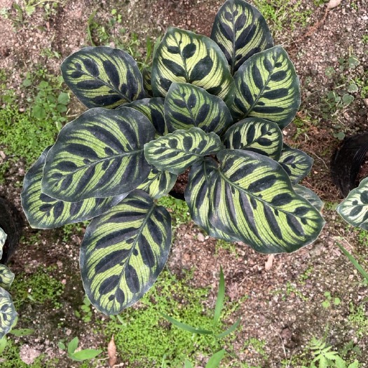 漳平市孔雀竹芋
