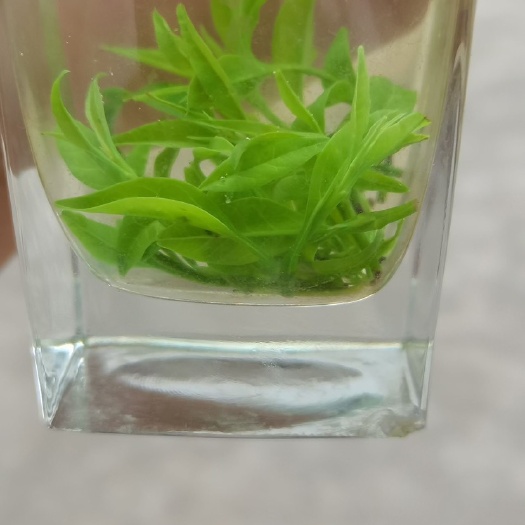 筠连县小叶苦丁茶，芽茶