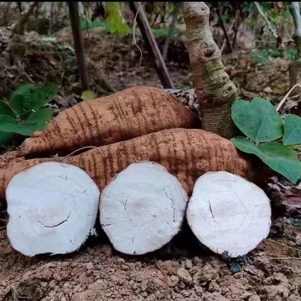 广西新鲜葛根现挖粉糯无渣粉葛