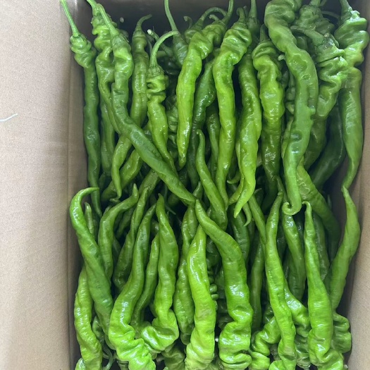 安顺新鲜辣椒