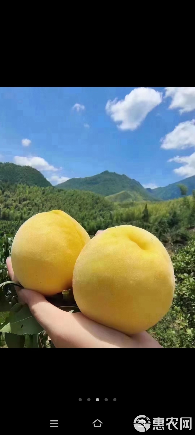 湖南炎陵黄桃等高山水果推荐店