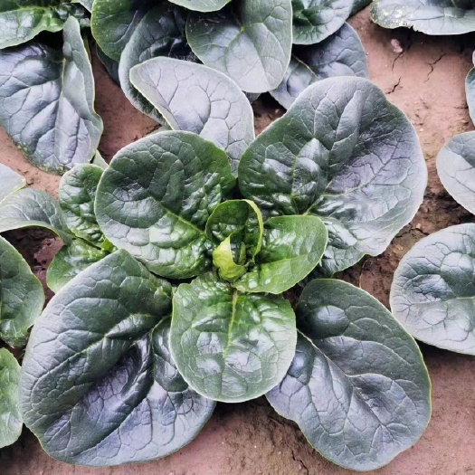 通许县短杆趴地菠菜