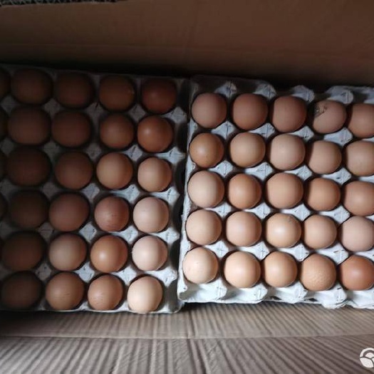 霸州市鲜鸡蛋一箱360枚，52-53斤，每天产17箱鸡蛋
