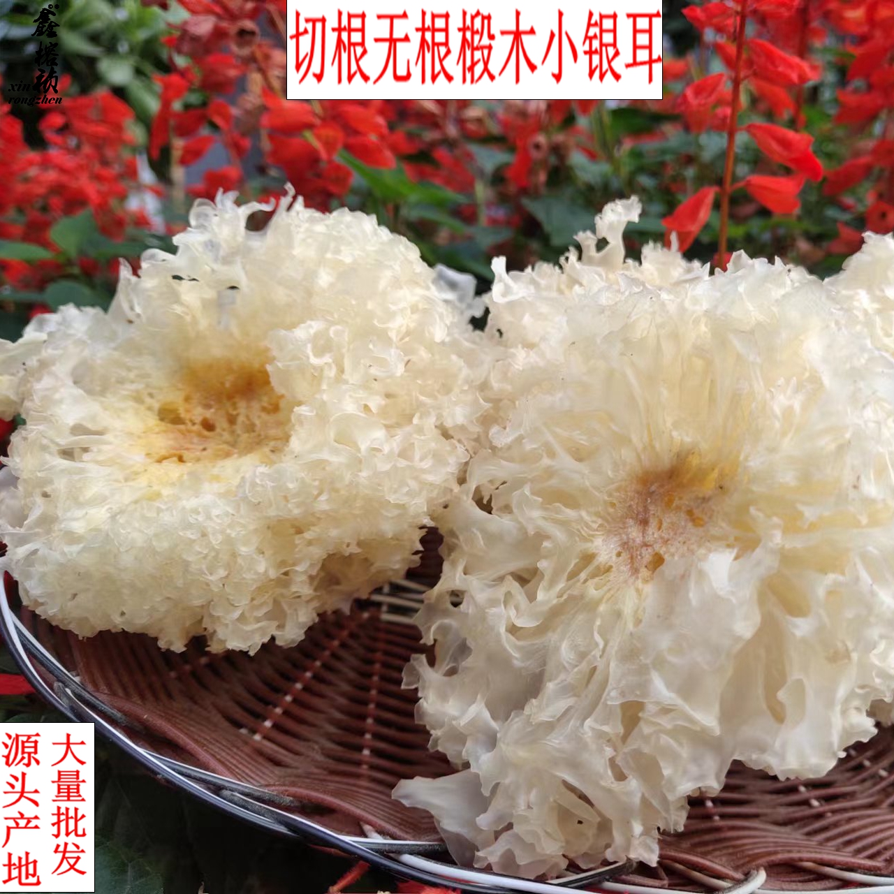 古田切根无根椴木小银耳大量批发零售
