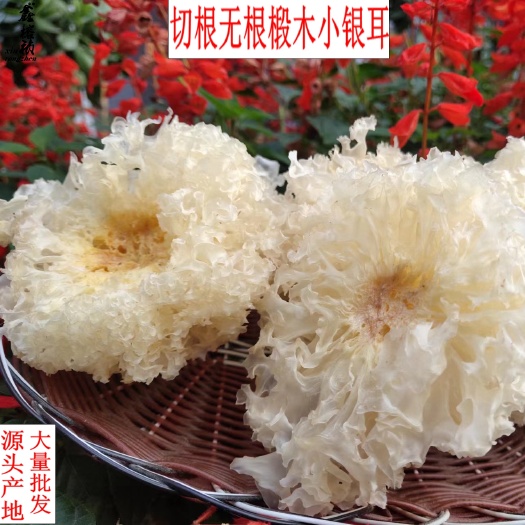 古田切根无根椴木小银耳大量批发零售