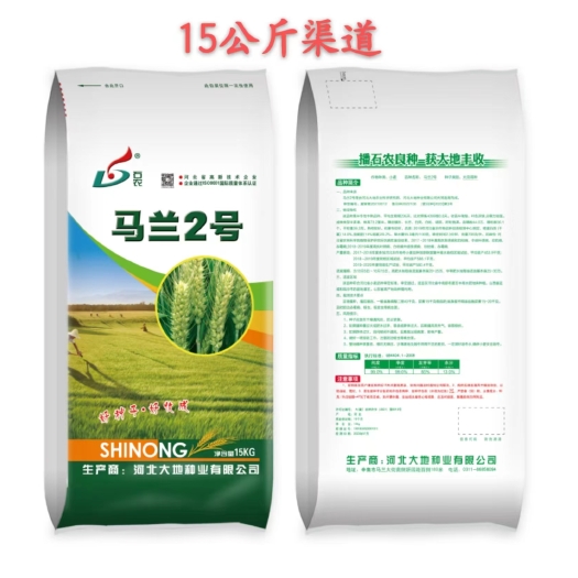 邯郸小麦种子马兰二号，高抗冻害，抗病能力强，矮杆大穗王