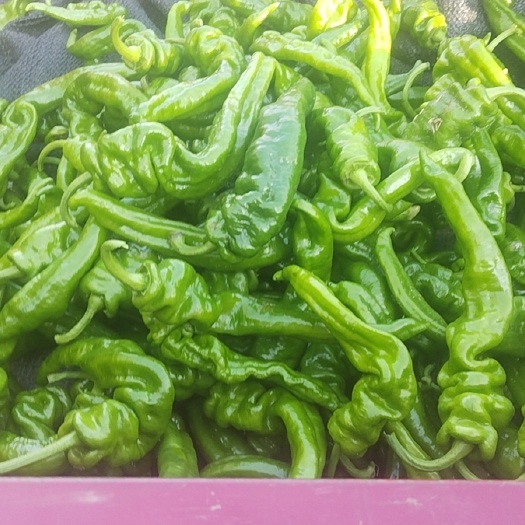 南漳县螺丝椒