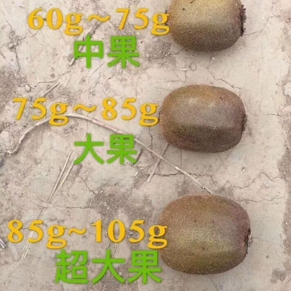 [一件代发]正品陕西眉县绿心猕猴桃新鲜应季现摘现发批发代发