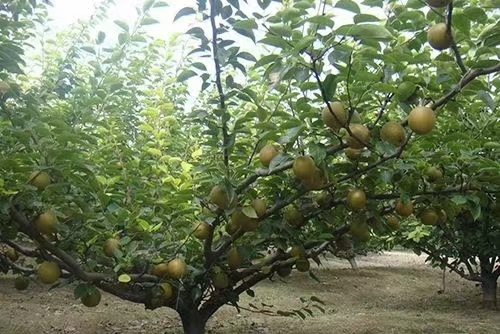 上海上海崇明翠冠梨，甜度高水分足！