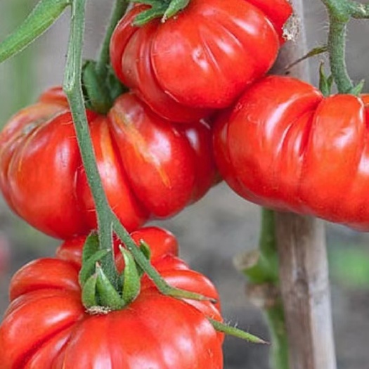 广东潮州马蹄大番茄种子