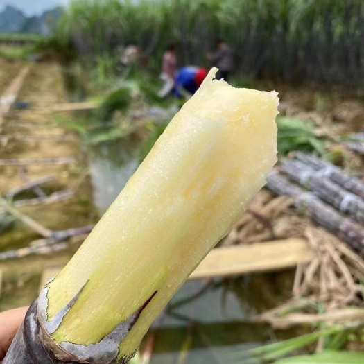 廣西黑皮甘蔗2萬斤起批品質(zhì)保證可發(fā)全國物廉價美產(chǎn)地源頭直發(fā)