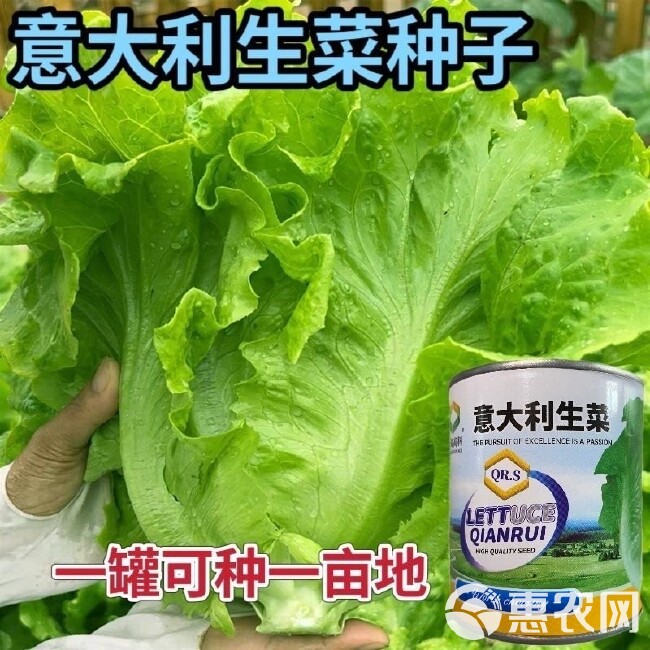 意大利生菜种子老式罐装生菜甜香花叶生菜种子浓香型奶油生菜种子