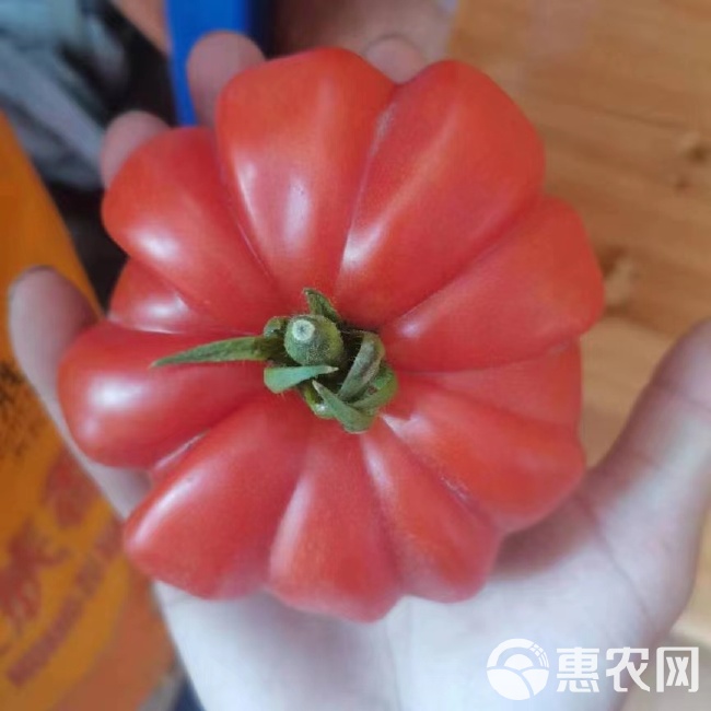 马蹄大番茄种子