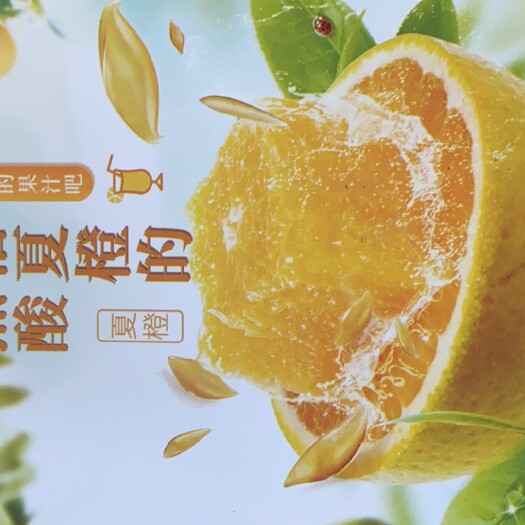 【秭归夏橙】基地直供 挂树鲜果 大小均匀 皮薄汁多 入口化渣