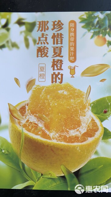 【秭归夏橙】基地直供 挂树鲜果 大小均匀 皮薄汁多 入口化渣