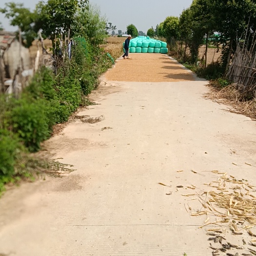 固镇县优质黄诸
