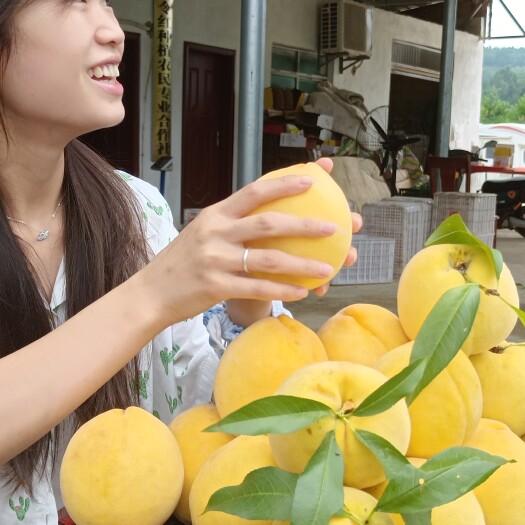 精品黄桃大量上市 黄金一号