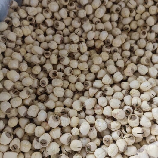 水果白莲子干货磨皮徽莲新鲜安徽特产水果莲煲汤新鲜500g