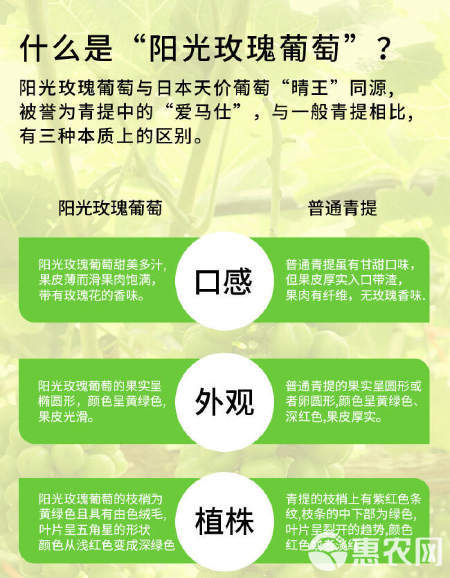 新鲜阳光玫瑰葡萄当季现摘水果香印大颗粒大青提包邮现摘无籽葡萄