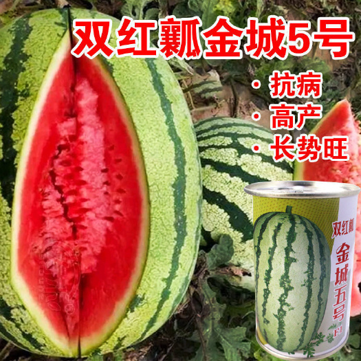 金城5号西瓜种子耐重茬懒汉王西瓜籽种甜王巨型西瓜种孑四季