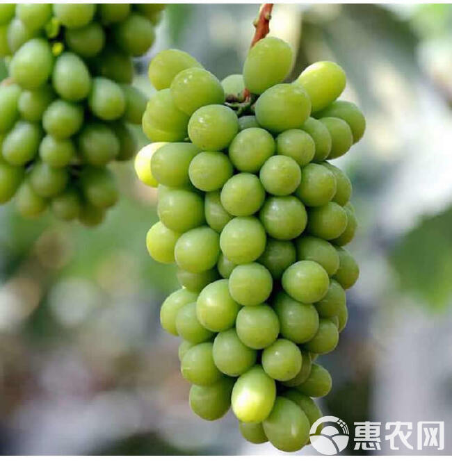 新鲜阳光玫瑰葡萄当季现摘水果香印大颗粒大青提包邮现摘无籽葡萄