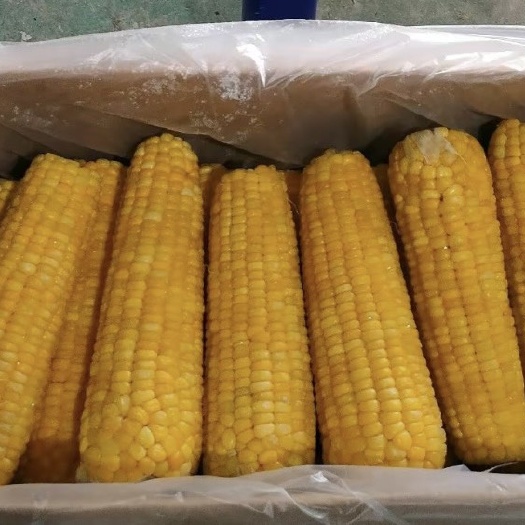 批发鲜玉米  速冻玉米 真空玉米